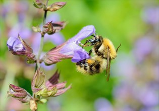 Brown Bumblebee (Bombus pascuorum) worker bee collecting nectar on a Sage flower (Salvia triloba