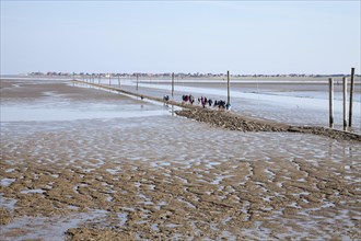 Hiking group in the wadden sea