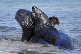 Two Grey seals (Halichoerus grypus) fighting in shallow water