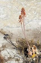 Red flowers (Aloe isaloensis)