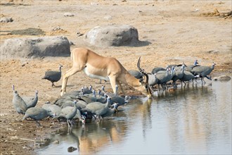 Springbok (Antidorcas marsupialis) drinking at a waterhole