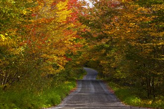 Country road in autumn