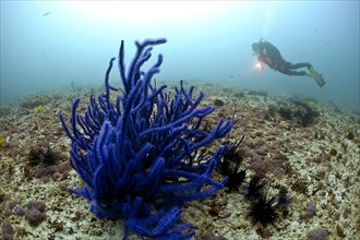 Scuba diver and Soft Coral (Alcyonacea)