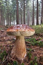 King Bolete or Cep (Boletus edulis) growing in a forest