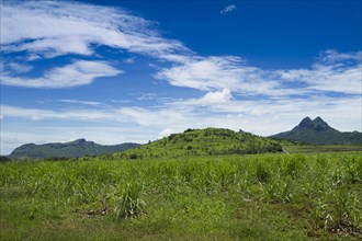 Sugar cane field landscape