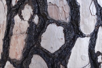 Bark with fire damage