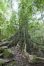 Far-reaching buttress roots under a canopy