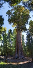 Giant sequoia General Sherman (Sequoiadendron giganteum) in the Giant Forest