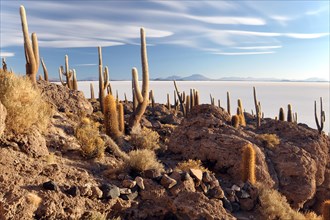 Cactuses on an island in the Salar de Uyuni salt flat