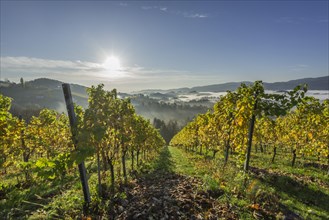 Vineyard in the morning mist