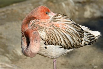 American Flamingo (Phoenicopterus ruber ruber)