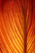 Red-orange coloured leaf in backlight