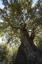Old Cork Oak (Quercus suber)