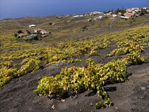 Flat-growing grapevines growing on black lava soil
