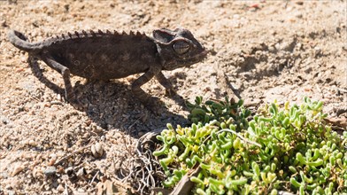 Namaqua Chameleon (Chamaeleo namaquensis)