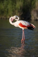 Flamingo (Phoenicopteridae)