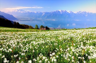 Meadow with white daffodils at Lake Geneva