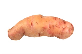 Potato