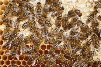 Honey Bees (Apis mellifera) on a honeycomb with partially capped cells