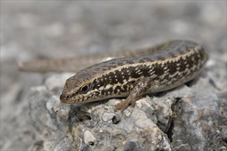 Golden Grass Mabuya (Trachylepis aurata aurata)