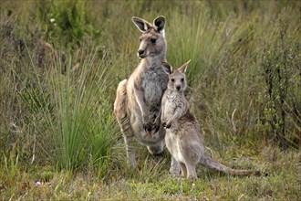 Eastern Grey Kangaroo (Macropus giganteus) mother with young