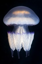 Barrel jellyfish or Dustbin-lid Jellyfish (Rhizostoma pulmo)