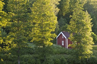 Red and white house on a lake between birch trees