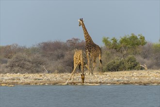 Two giraffes (Giraffa camelopardis) drinking at the Klein Namutoni waterhole