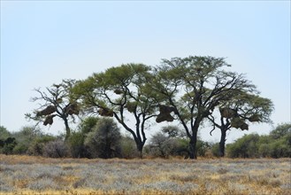 Trees with nesting colony of the Sociable Weaver (Philetairus socius)