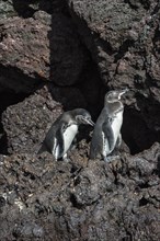 Galapagos Penguins (Spheniscus mendiculus)
