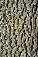 Bark of an Atlas Cedar (Cedrus atlantica)