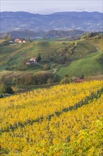 Autumnal vineyards and farmhouses in the morning light