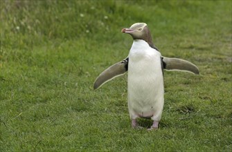 Yellow-eyed Penguin or Hoiho (Megadyptes antipodes) with a tag on its outstretched wings