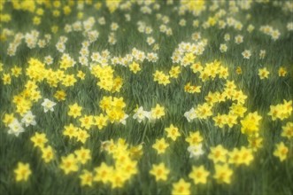 Daffodils (Narcissus) in a meadow
