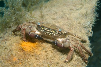 Marbled Rock Crab (Pachygrapsus marmoratus)