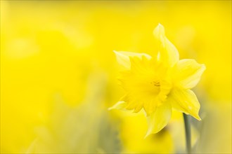 Wild Daffodil (Narcissus pseudonarcissus)