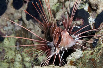Clearfin Lionfish (Pterois radiata) on coral