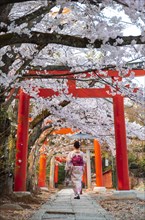 Japanese woman with kimono under blossoming cherry trees
