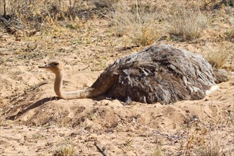 Ostrich or Common Ostrich (Struthio camelus)