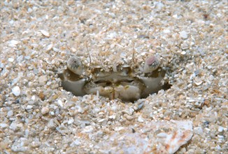 Swimming Crab (Macropipus holsatus)
