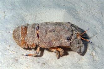 Mediterranean Slipper Lobster (Scyllarides latus)