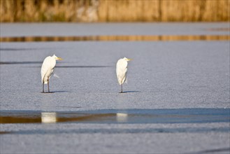 Two Great Egrets (Ardea alba) standing on ice