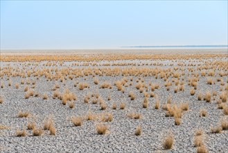 Dry tufts of grass at the edge of the Etosha Pan
