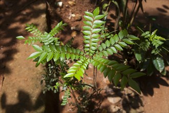 Curry leaves