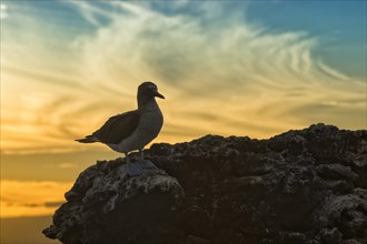 Galapagos Blue-footed Booby (Sula nebouxii excisa) at sunset