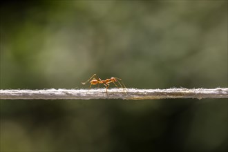 Weaver Ant (Oecophylla smaragdina) balancing on a string