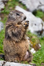 Marmot (Marmota marmota) nibbling on a peanut
