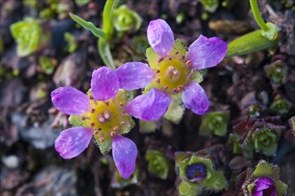 Purple Saxifrage (Saxifraga oppositifolia L.)