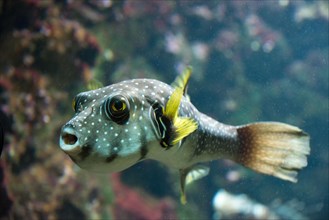White-spotted Puffer (Arothron hispidus)