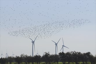 Large flock of birds in front of wind turbines